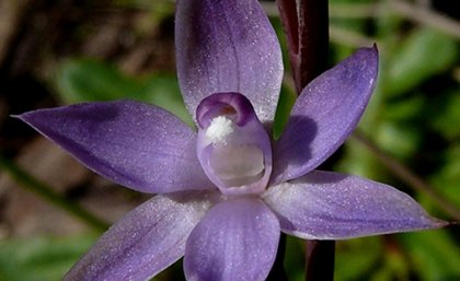 Thelymitra cyanapicata Fleurieu Peninsula. Credit: Bob Bates